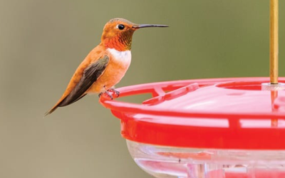Safeguarding Garden Jewels: Why Cleaning Hummingbird Feeders is Crucial for Avian Visitors