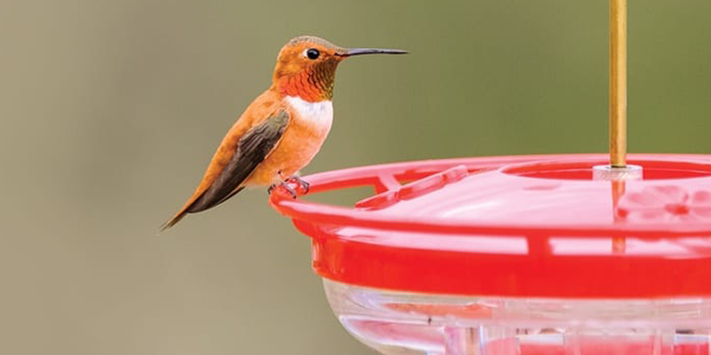 Safeguarding Garden Jewels: Why Cleaning Hummingbird Feeders is Crucial for Avian Visitors