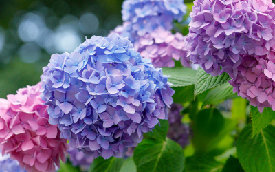 Timeless Wisdom for Winter-Proof Hydrangeas: A Gardener's Fall Ritual