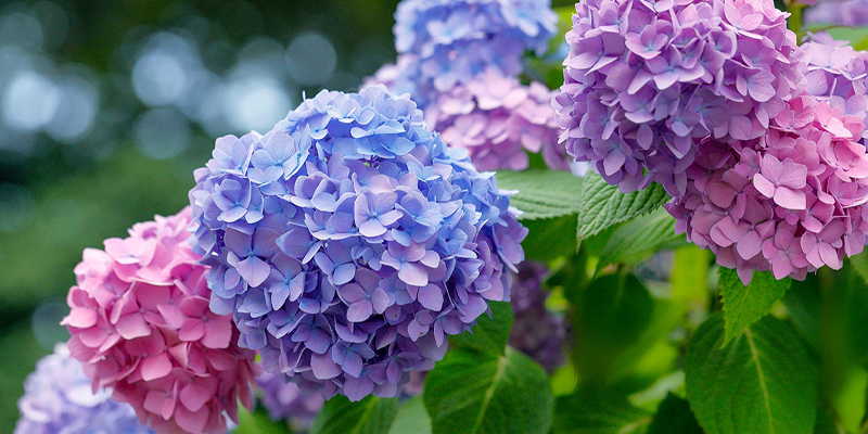 Timeless Wisdom for Winter-Proof Hydrangeas: A Gardener's Fall Ritual
